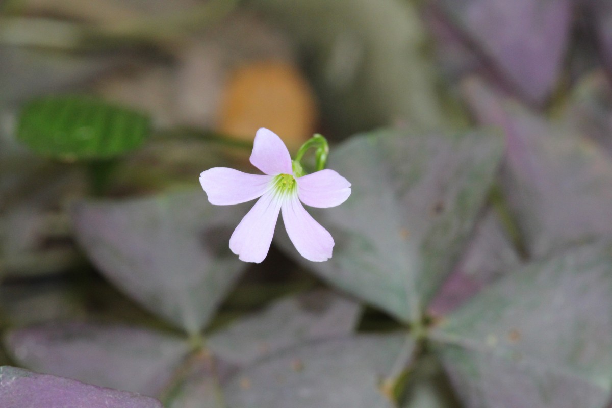 Oxalis triangularis A.St.-Hil.